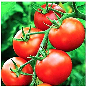 Moneymaker Tomato Seeds - Large Tomato - One of The Most Delicious Tomatoes for Home Growing, Non GMO - Neonicotinoid-Free.